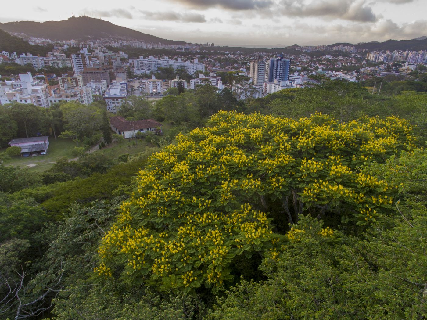 Garapuvus floridos no maciço da Costeira e no morro do Córrego Grande. Florianópolis, 7 de novembro de 2016.