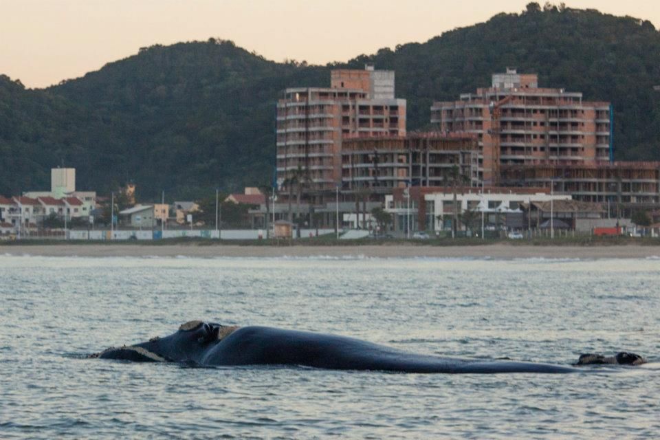 Baleia franca na Praia Brava. Itajaí, Santa Catarina.